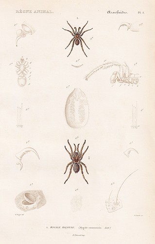 Araignées mygale coementaria - mygale,