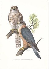 Planche 116 Histoire Naturelle
