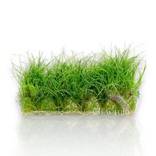 Eleocharis sp. Mini Tissue