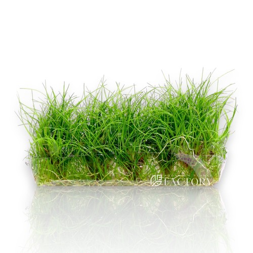 Eleocharis mini tissue - mini,