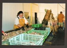 LE VIVIER (35) "LA VIVARAISE"