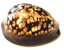 Coquillage Cypraea Mauritiana