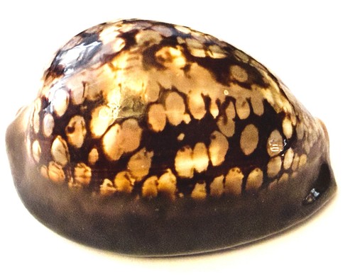 Coquillage cypraea mauritiana - coquillage cypraea,