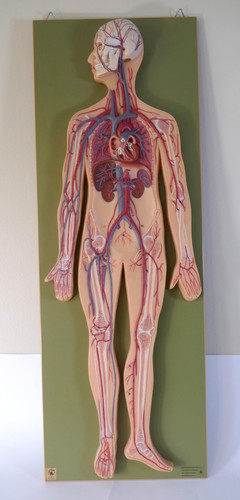 Somso human circulatory - circulatory, system