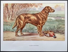 Golden retriever Reproduction