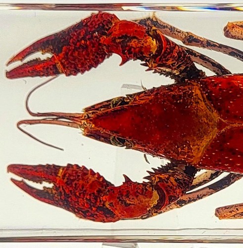 Spécimen éducatif crabe - Éducatif,