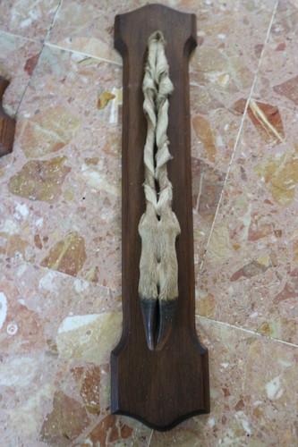 Trophee pied patte honneur - patte, d'