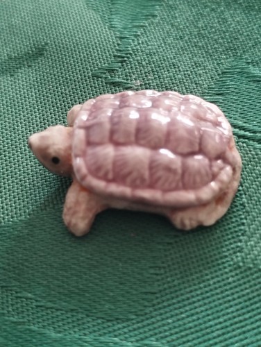 Fève tortue chelidra - tortue.,