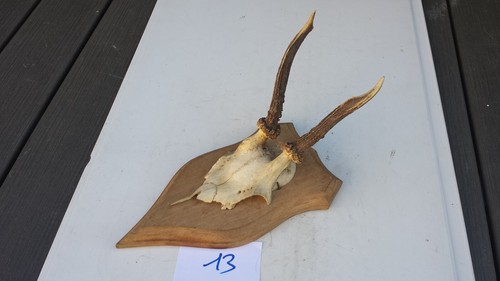 Massacre trophée de - n°13.,