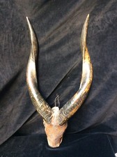 Ancien trophée Taxidermie Afrique