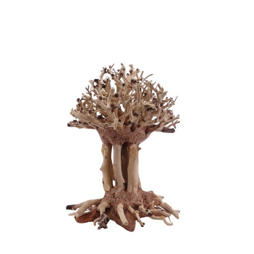 Bonsaï mammut arbre racine - m,