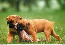 Carte Postale - Animaux -