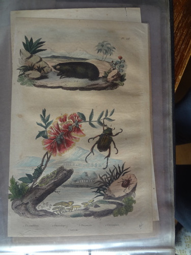 Gravure ancienne xix - xix, nature