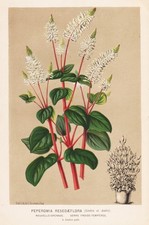 Peperomia Resedaeflora -