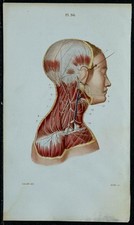 1852 - Planche anatomie Neurologie : Plexus cervical - Médecine