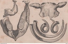 Océanie Iles Salomon Fossiles Défense Ivoire Os Ossements Crane Machoire - Grav