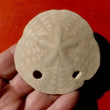 OURSIN FOSSILE MIOCÈNE DE