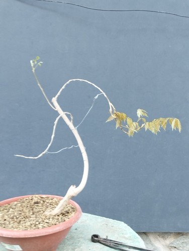 Bonsaï glycine cm - glycine, x
