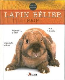 Lapin belier nain collectif - nain, de