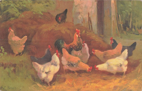 Illustree poules paille - cp,