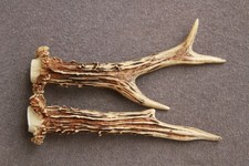 Paire de bois de chevreuil –