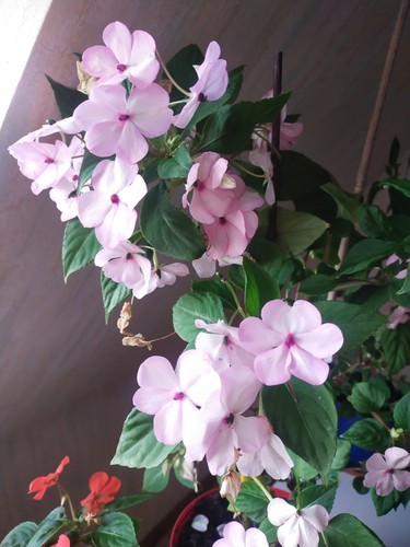 Impatiens goutte sang - impatiens, de