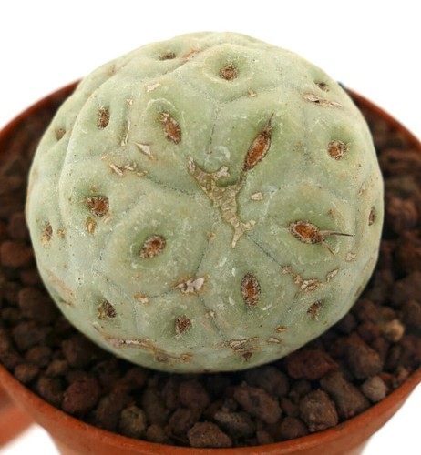Tephrocactus geometricus one - tephrocactus,