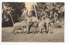 ELEPHANTS 4 beaux elephants à