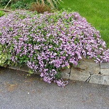 Thymus serpyllum - Thym