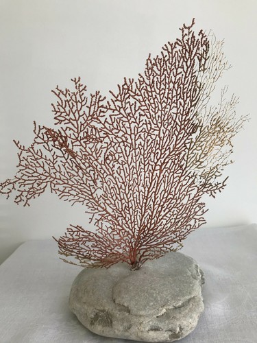 Gorgone corail et or - corail,