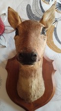Tête de Biche Ecusson Taxidermie Tres Bon Etat