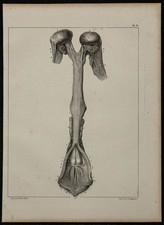 1839 - Planche d'anatomie -