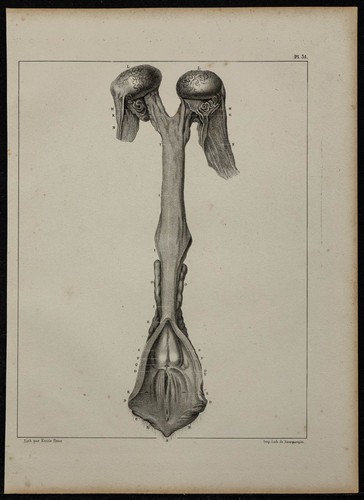 1839 planche anatomie - -,
