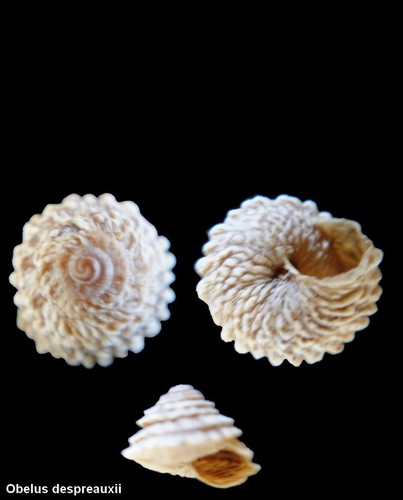 Coquillage collection - de,