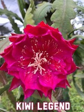 Epiphyllum KIWI LEGEND -
