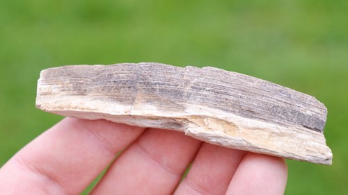 Bois fossile grammes le - fossile,