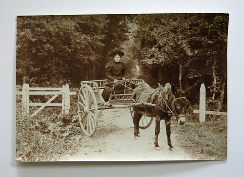 Ane carriole photographie - &, carriole,