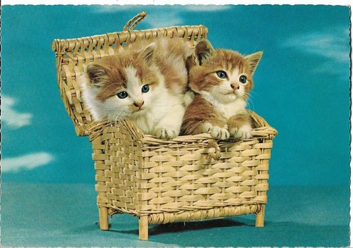 Chat deux chatons dans - -,