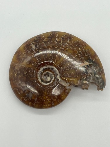 Ammonite fossile cleoniceras - ammonite,