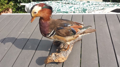 Taxidermie superbe canard - taxidermie.,