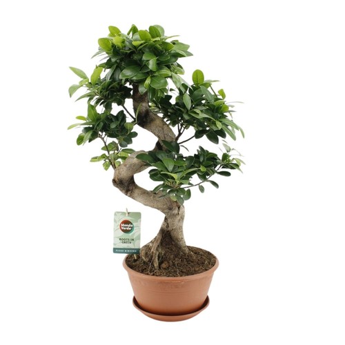 Ficus bonsaï ginseng - ficus,