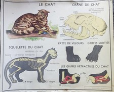 Ancienne affiche scolaire. Edition Rossignol, le chat / le singe, recto verso 