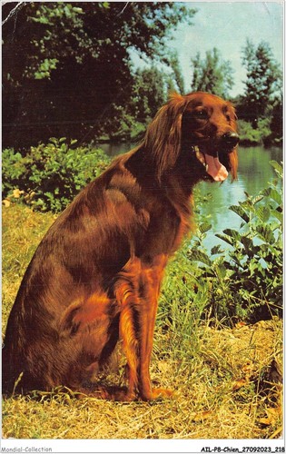 Ailp8 0821 chien setter - ailp8-0821,