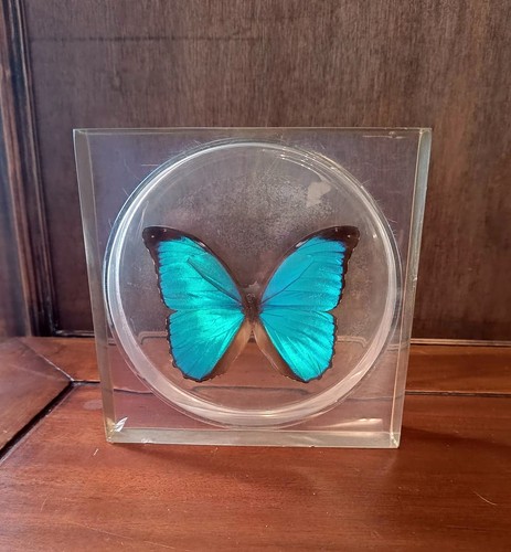 Papillon morpho naturalisé - papillon,