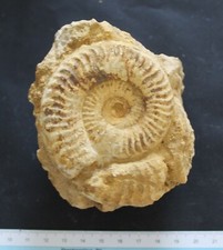 Ammonite fossile Grammoceras