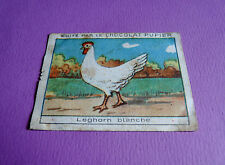 LES POULES LEGHORN BLANCHE