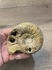 ammonite fossile origine France dimension 8,5X7  cm cristallisé