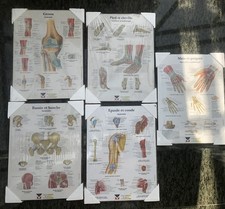 5 Planches Anatomie: Genou