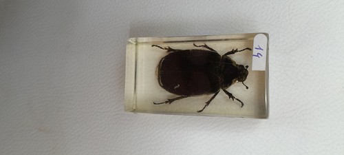 Résine inclusion insectes