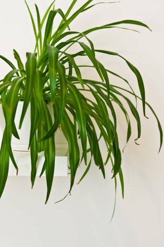 Boutures chlorophytum - boutures,
